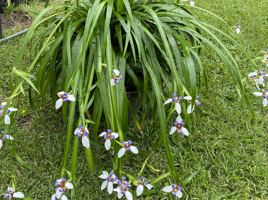 A plant has white and blue blooms at the end of long stems.