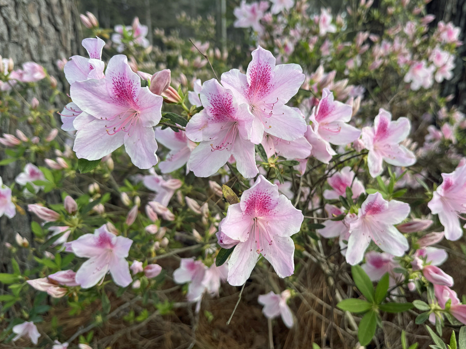 Light pink blooms cover the branches of a shrub.