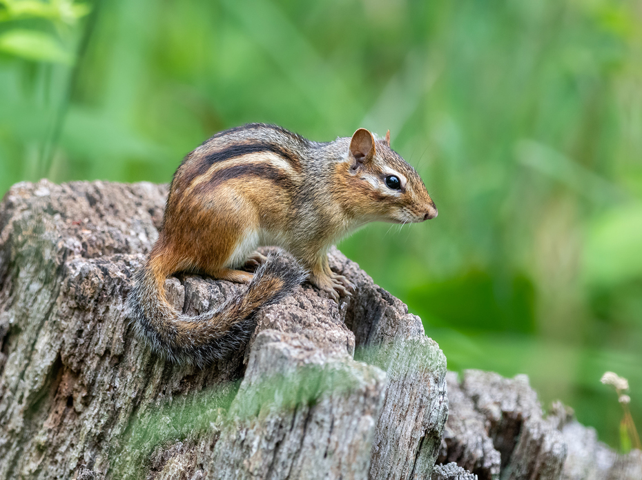 An Eastern chipmunk sits on a stump.