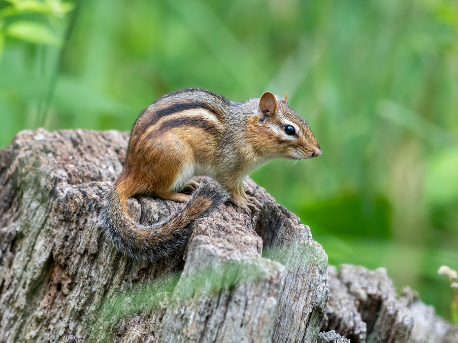 An Eastern chipmunk sits on a stump.