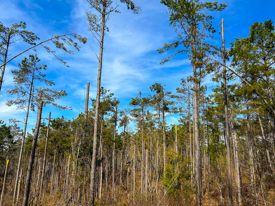 A large stand of trees shows a portion with broken trunks and limbs.
