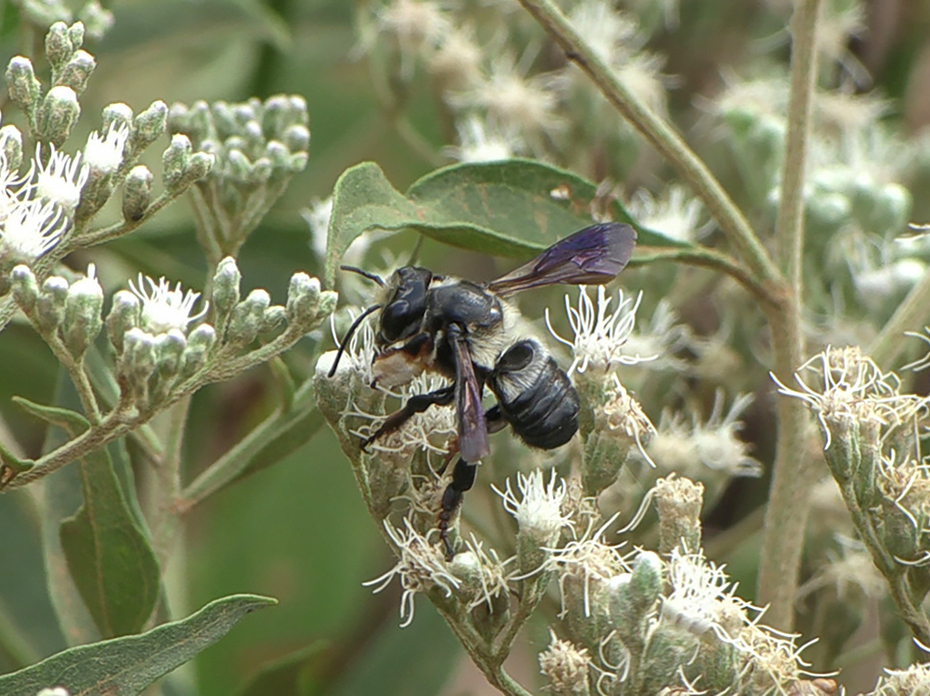 A black and white bee rests on small white flowers.