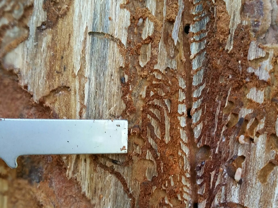 Closeup of the underside of tree bark showing the galleries, or winding tunnels, that pine bark beetles dig.
