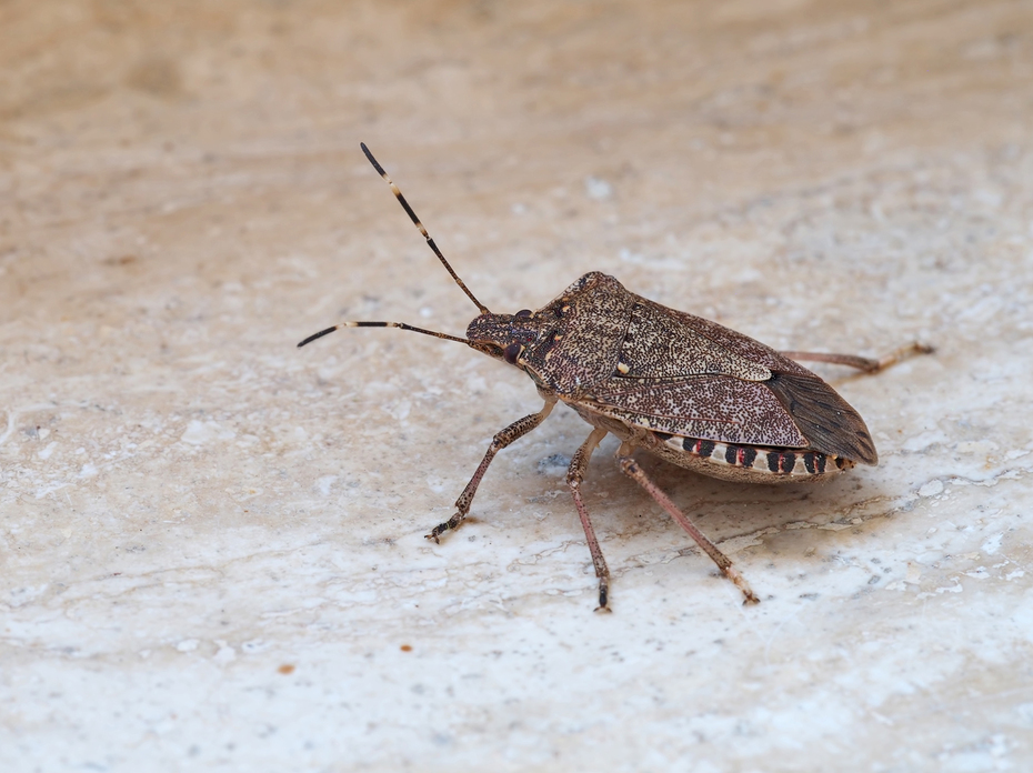 Brown stink bug.