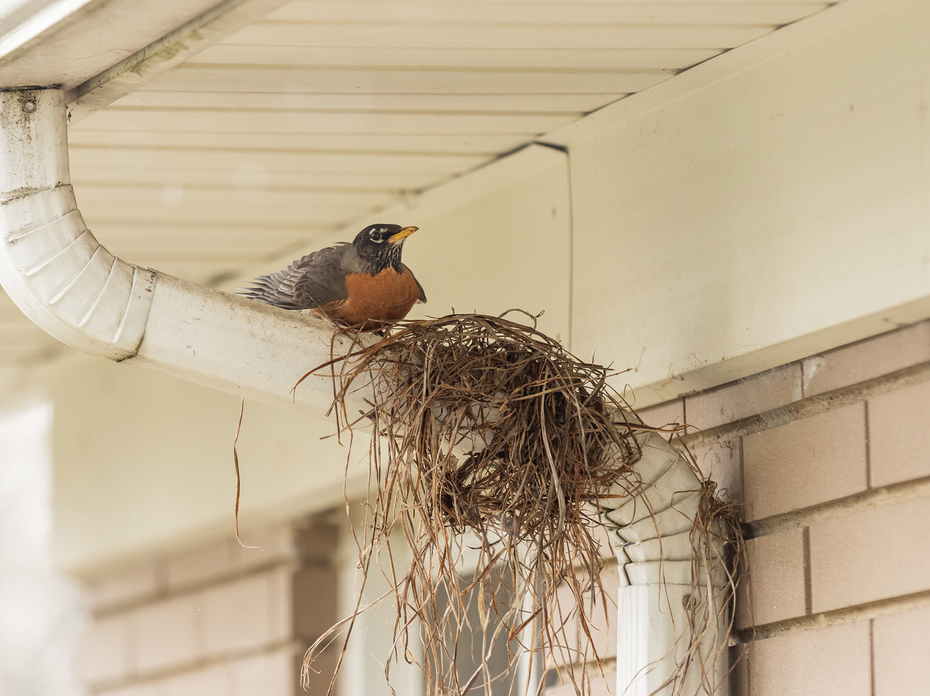 A robin building a nest on the gutter of a home.