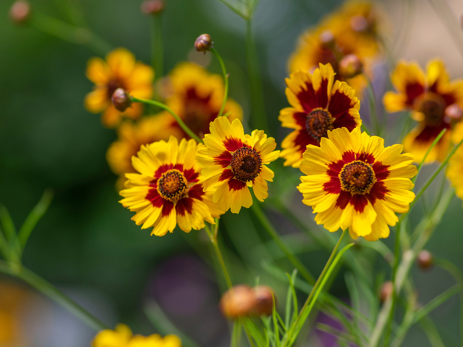 A group of yellow flowers with bright red in the center.