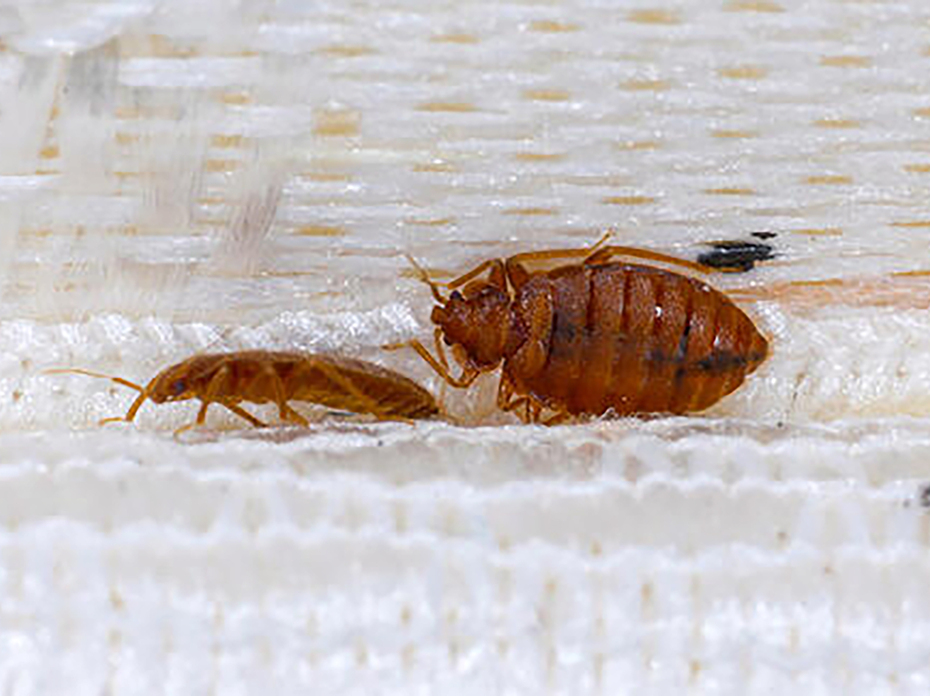 Bed bugs on a mattress