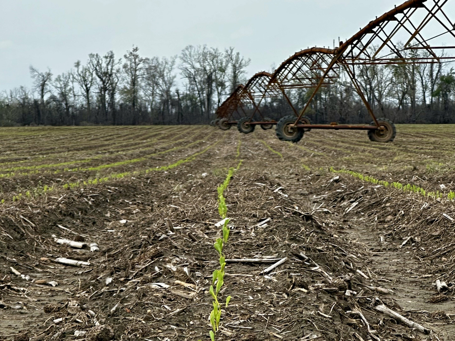 Small green plants grow in a row toward an overhead irrigation sprinkler.