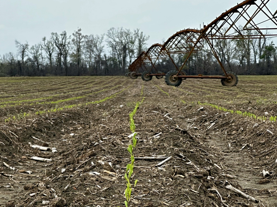 Small green plants grow in a row toward an overhead irrigation sprinkler.