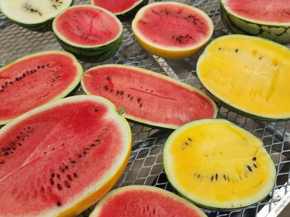 Watermelons have been split open to display red, yellow or white flesh.
