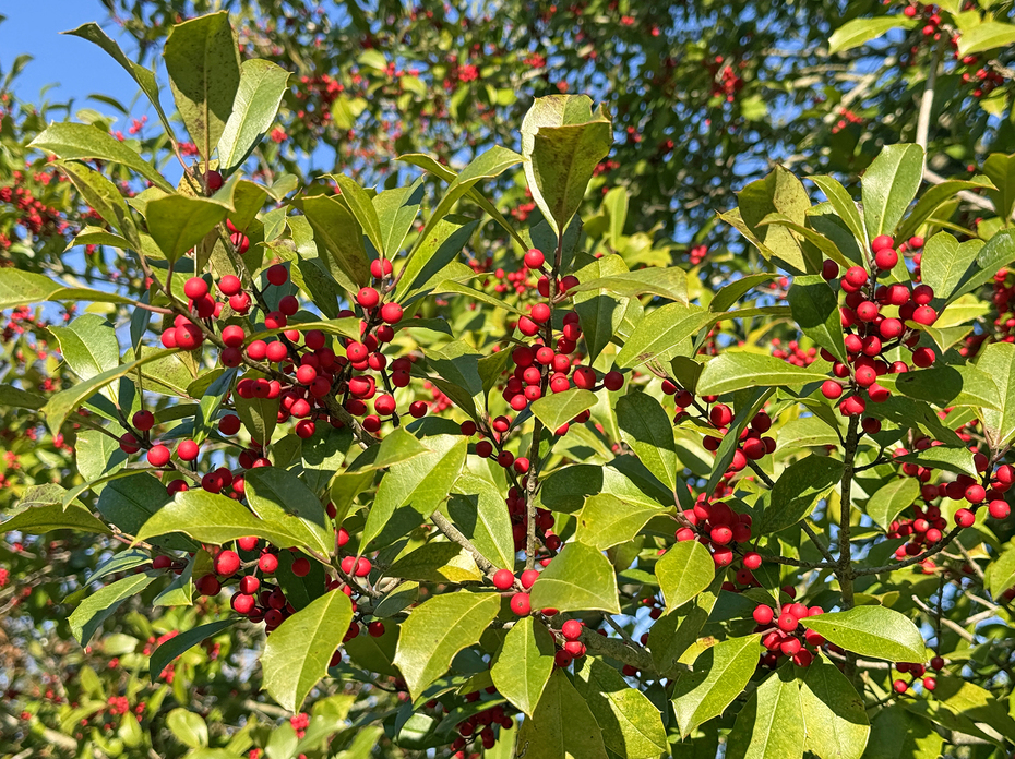 Red berries grow among green leaves on a plant.