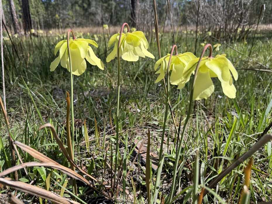 Four yellow flowers on tall stems face the ground.