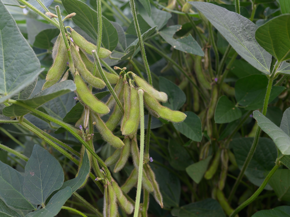 Green soybeans hang on a plant.