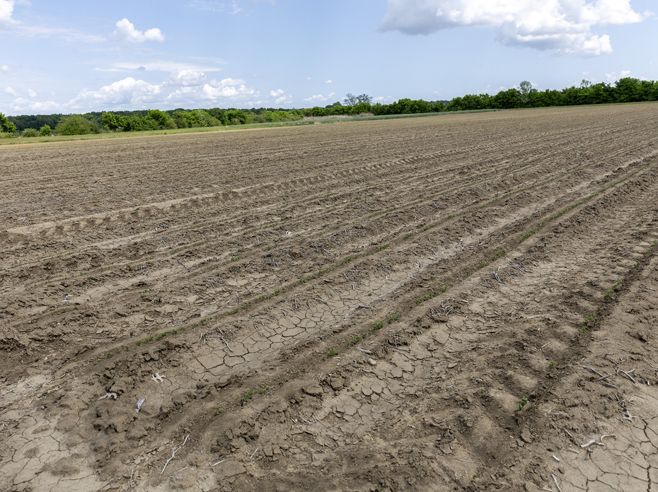 A gray field has rows of tiny plants emerging from dry soil.