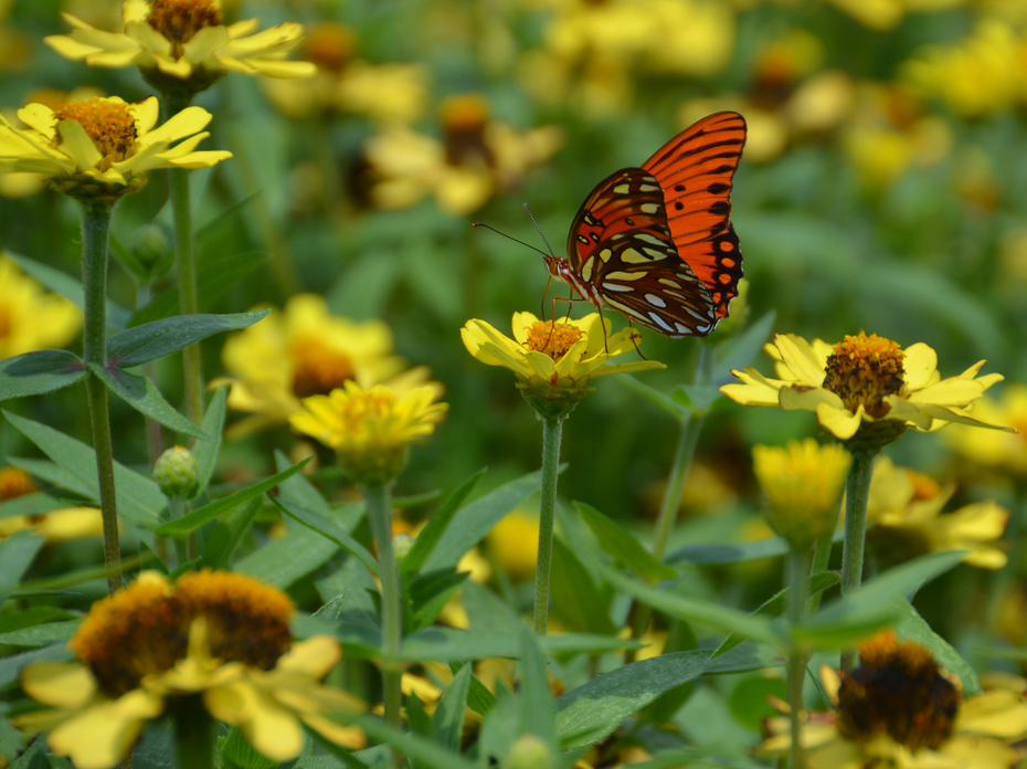 A butterfly sits on a yellow flower bloom.