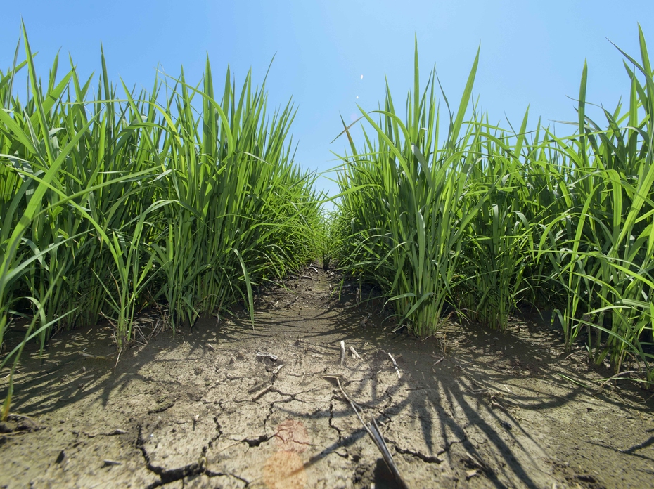 Rice grows in a dry field with cracks in the ground.
