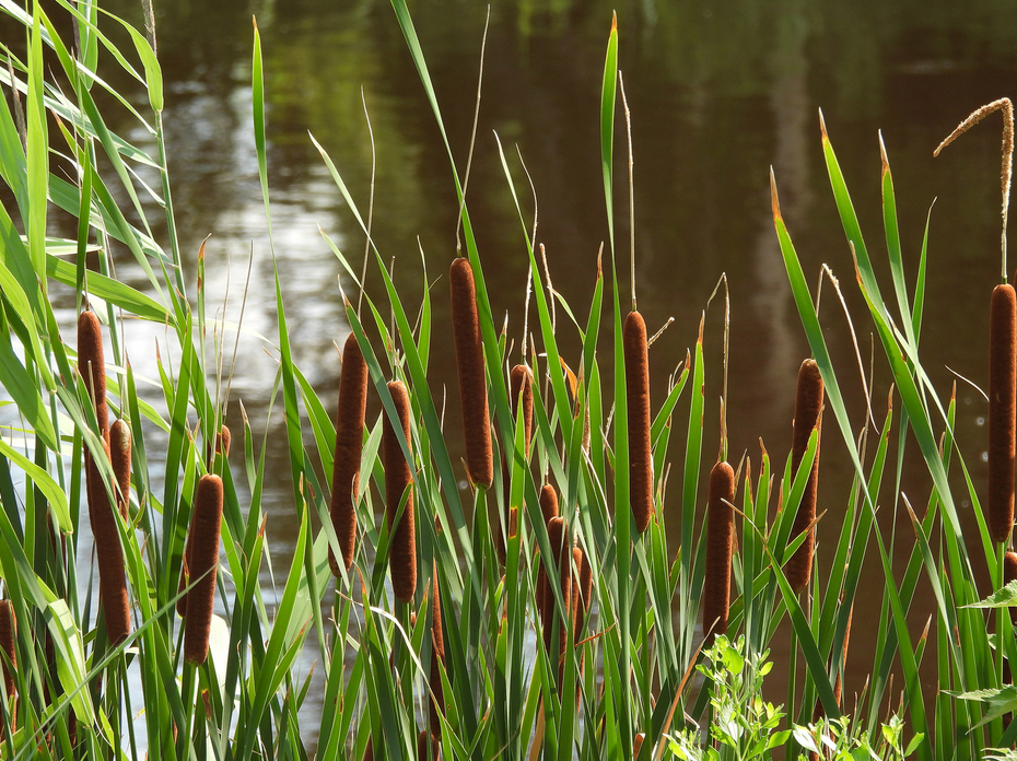 Cattails growing wild along the edge of wetlands.