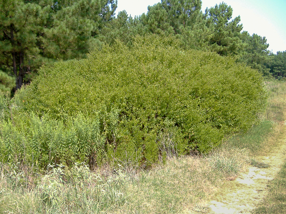 Chickasaw plum thicket with pine trees in the background.
