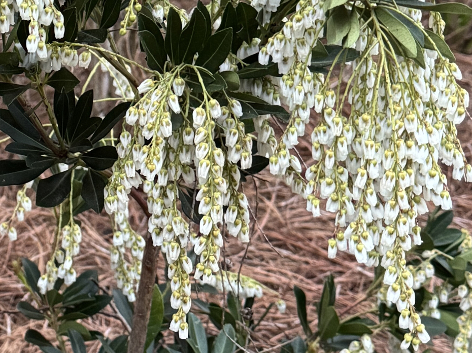 Clusters of white flowers hang from a branch.