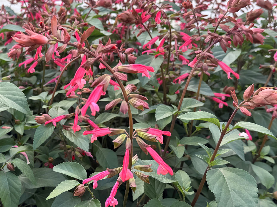 Upright stems of orange flowers bloom above green leaves.