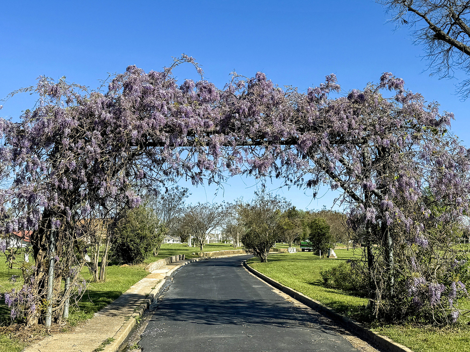 An arch over a road is covered in a vine with purple blooms.
