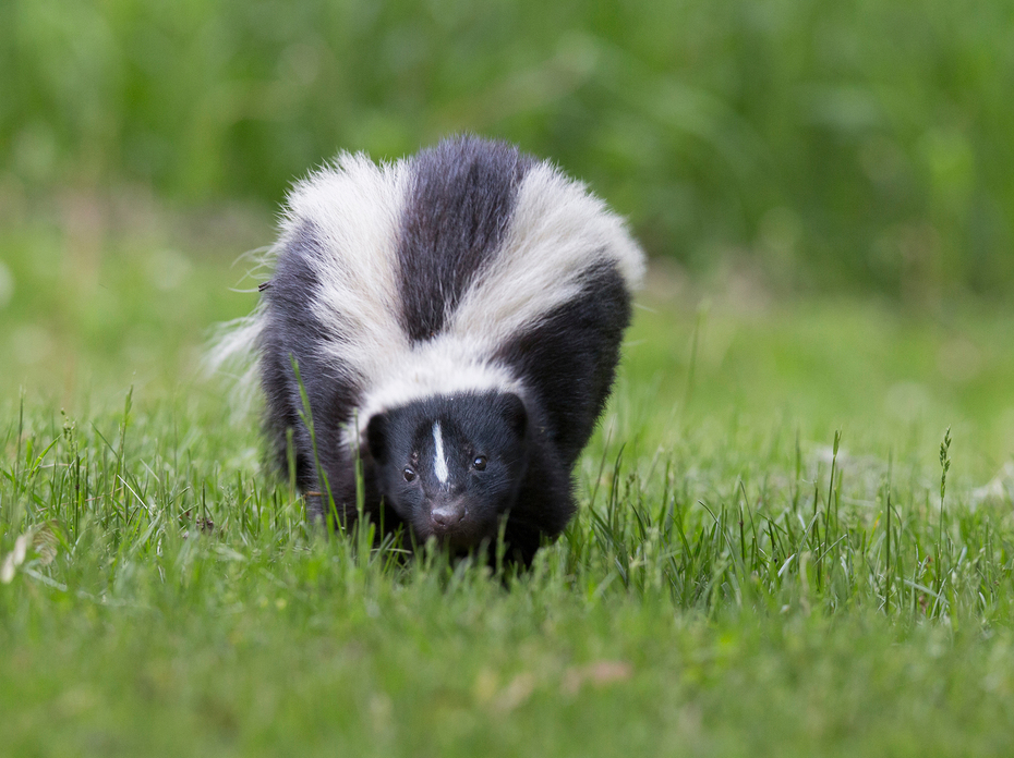 Striped black and white skunk