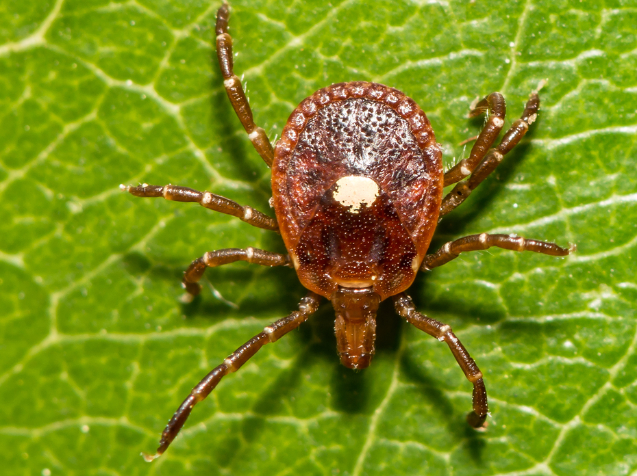 Closeup of a lone star tick on a green leaf.