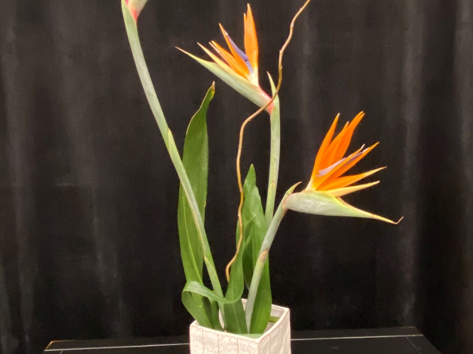 Upright floral arrangement using bird of paradise, corkscrew willow, and aspidistra leaves.