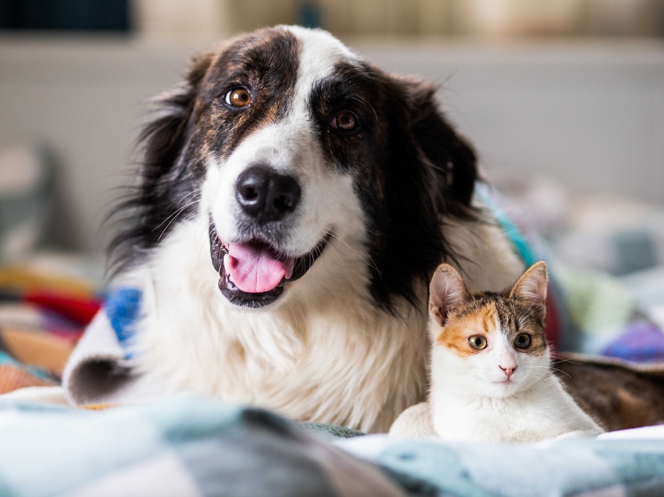 A cat and dog lying on a bed.