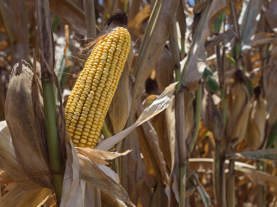 An ear of corn in a field