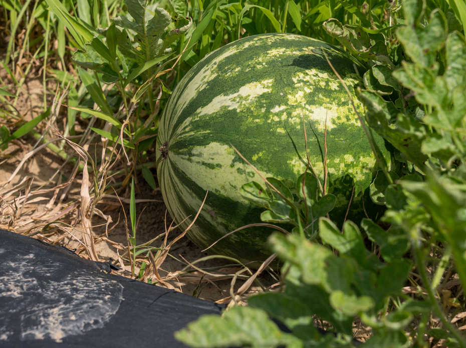 A green watermelon grows on the ground in a field.