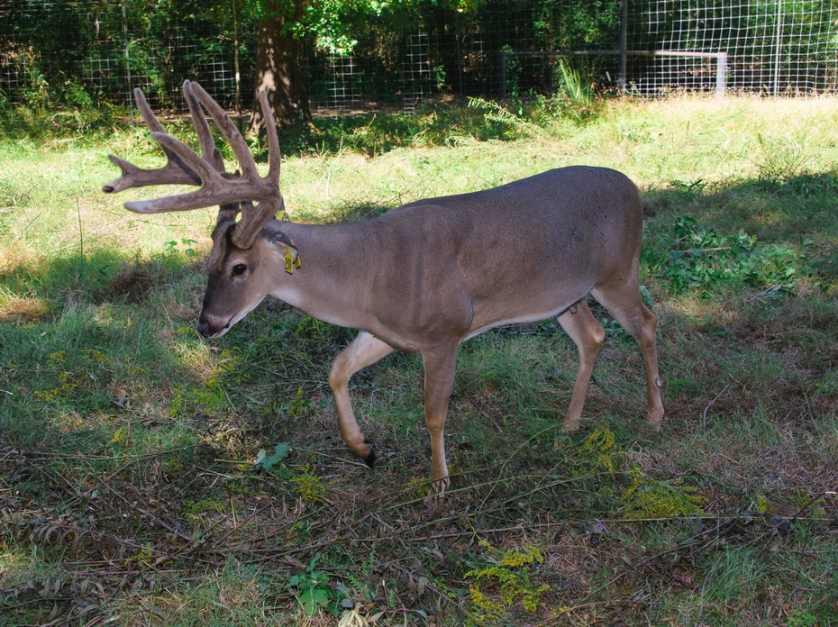 A deer with antlers walks in a fenced area.