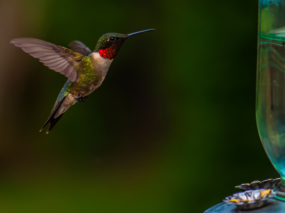 Ruby-Throated Hummingbird