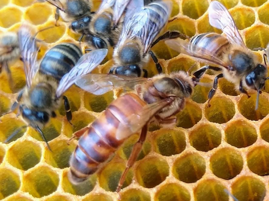 Beekeeping - queen and workers