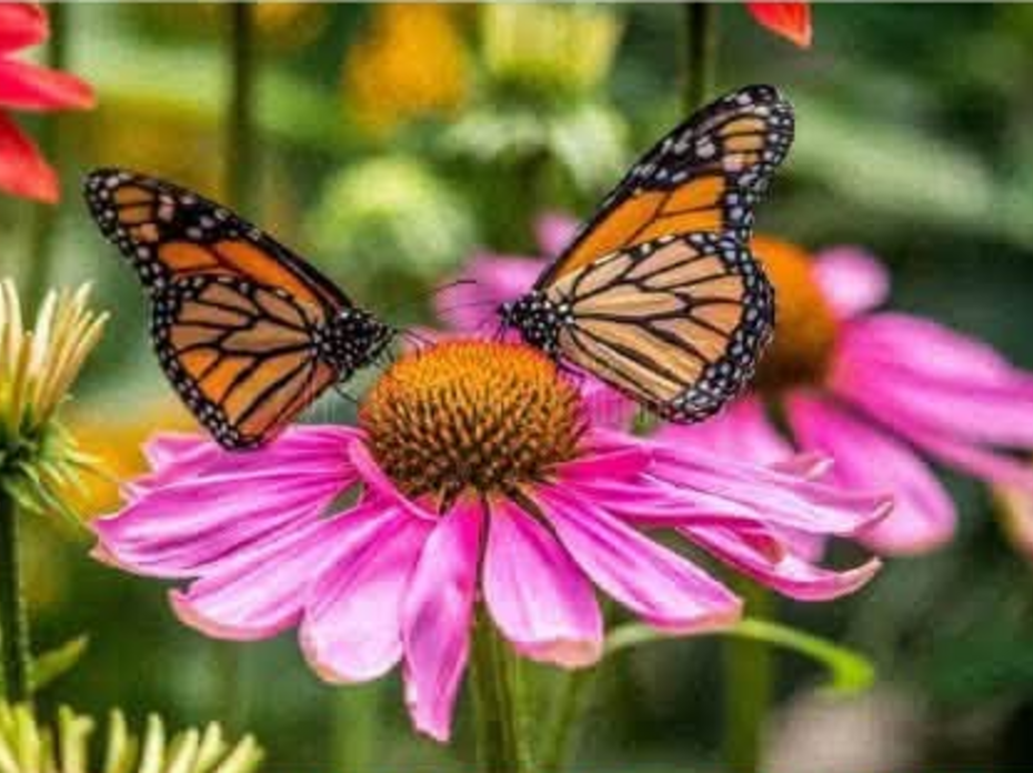 Two orange butterflies sitting atop a pink flower in a garden