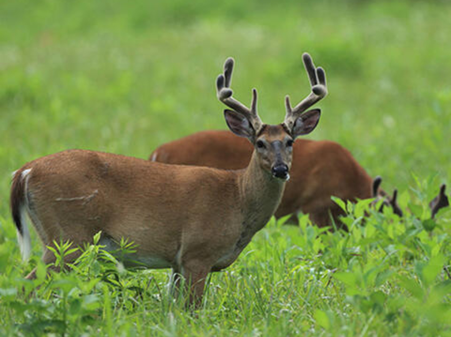 Whitetail deer in velvet in food plot