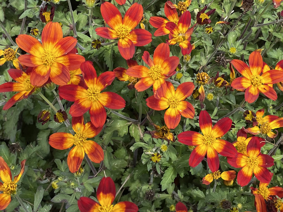 Red flowers with orange centers grow on green foliage.