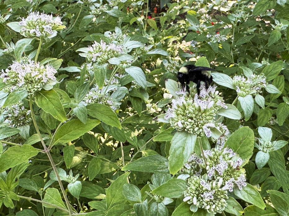 Tiny white flowers grow in clusters on a bush.