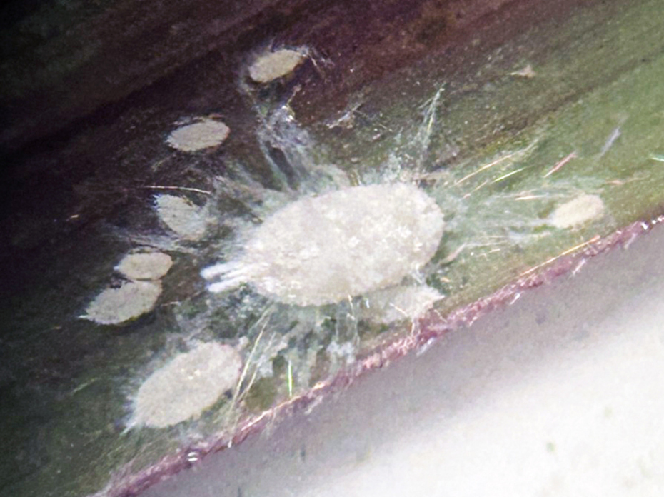 Closeup of pasture mealybugs on a blade of grass.