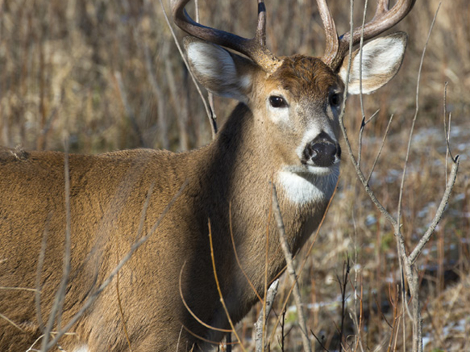 A white-tail deer with large horns stands in a winter field.