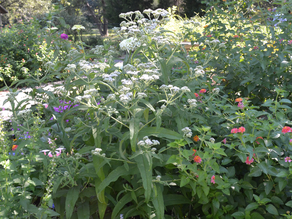 White flowers are mixed in with others on tall stems in this garden.