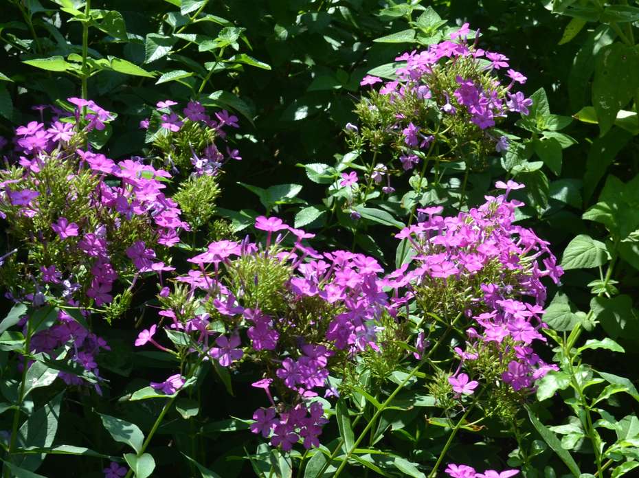 Tiny purple flowers grow in clusters.