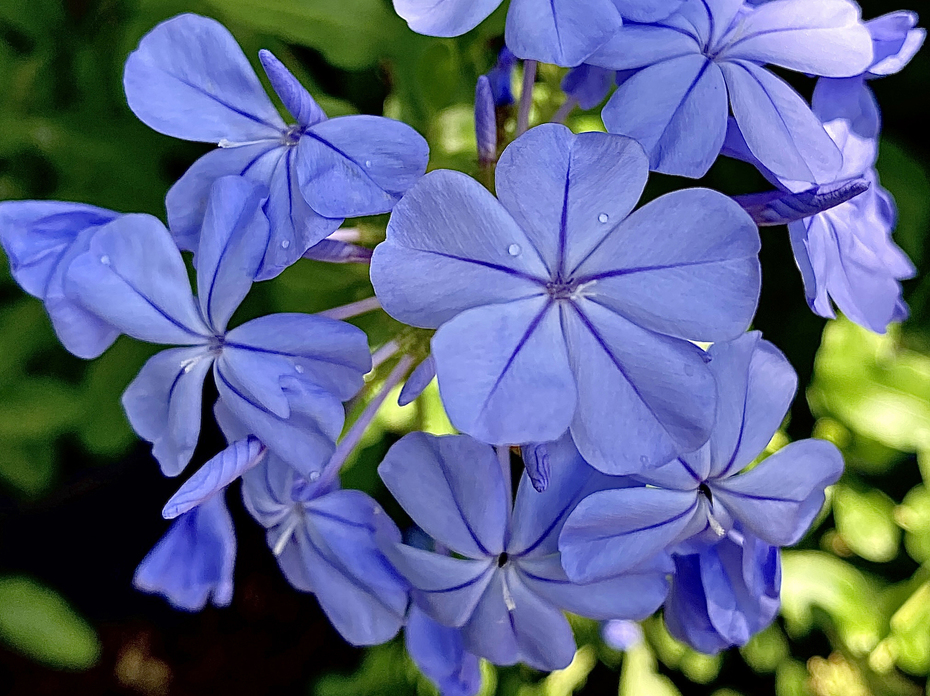 A cluster of blue flowers. Each has five petals. 
