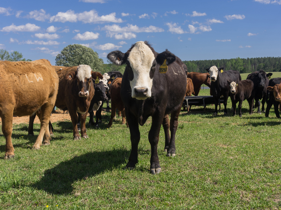 Black cow and calf stand in tall pasture grass while several other cattle graze in the background near a tree-lined field.