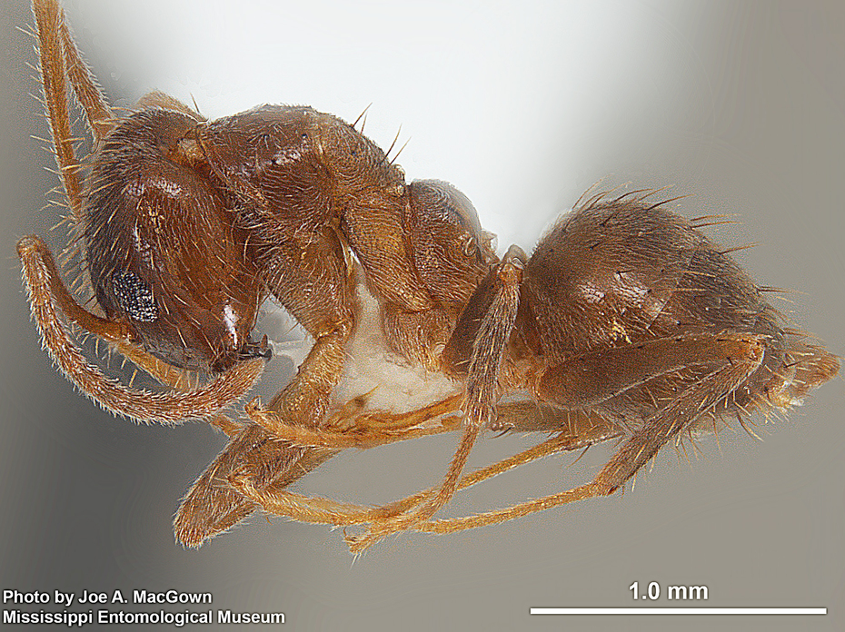 A brown ant specimen is shown with a marker for scale.