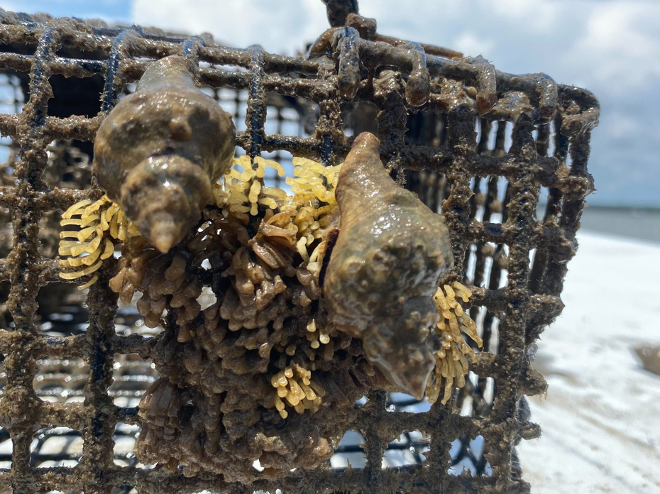A weathered wire trap covered with marine growth, including two oyster drills attached to clusters of small organisms.