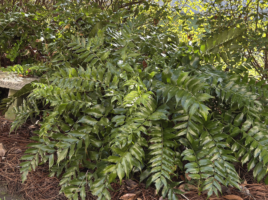 A large fern grows at the end of a garden bench.