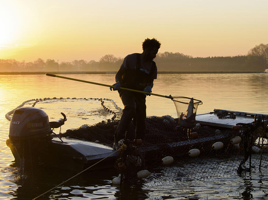 man standing in a motorboat using a large fishing net to catch catfish against an orange sunrise 
