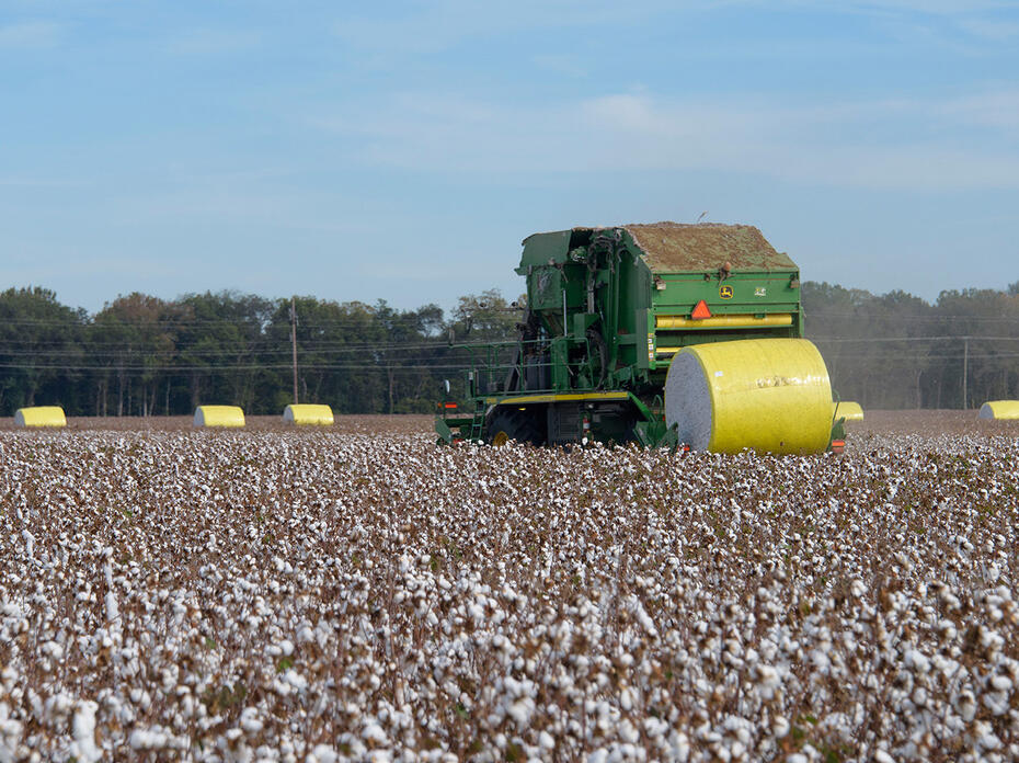 A cotton baler drops a yellow-wrapped, round cotton bale in a cotton field.