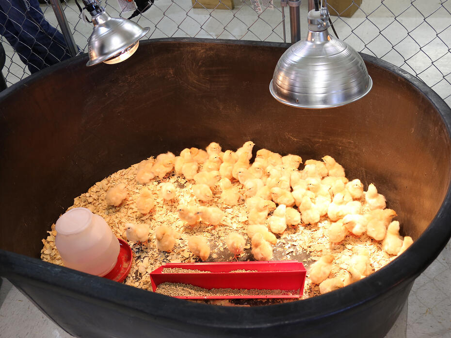 More than 20 newly hatched chickens covered in yellow down bask under warming lamps in a large black tub. 